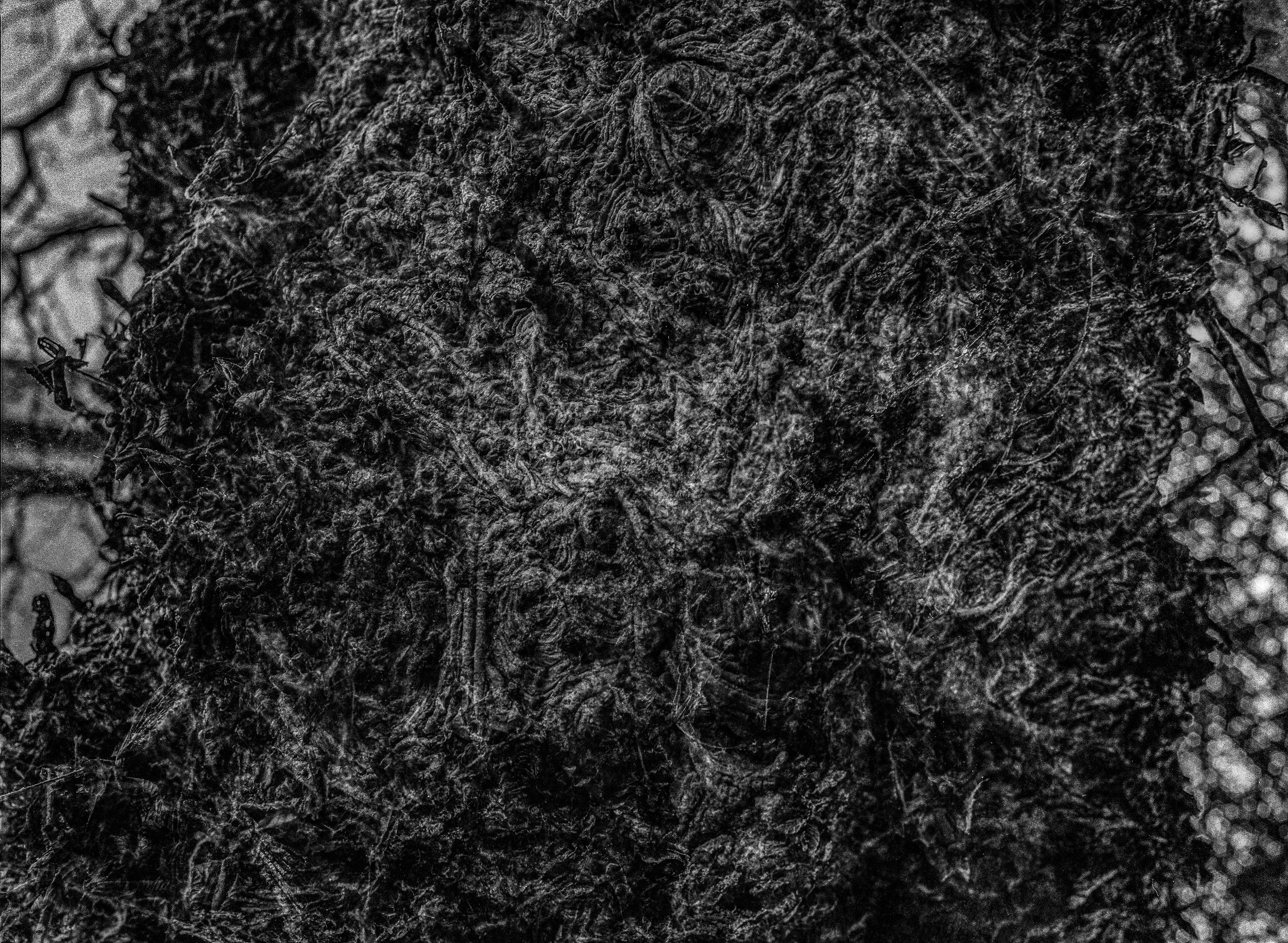 000000200011 Tree Abstraction.jpeg