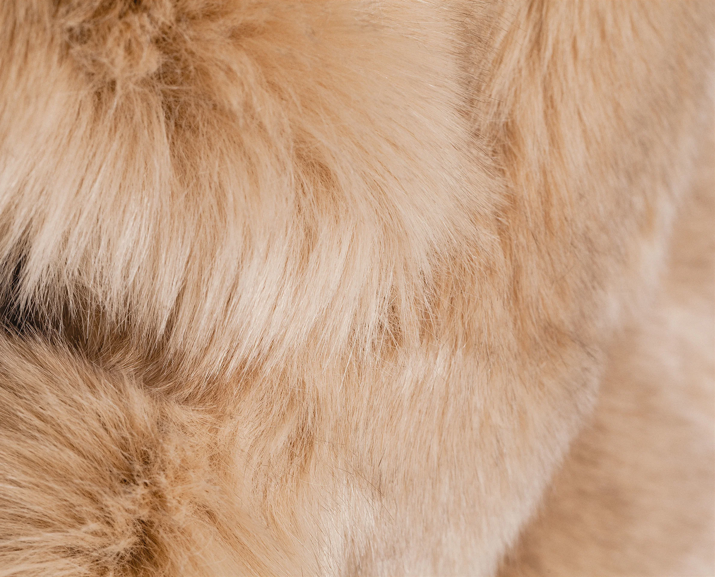 zara-camel-faux-fur-stole-beige-product-0-117186531-normal.jpeg