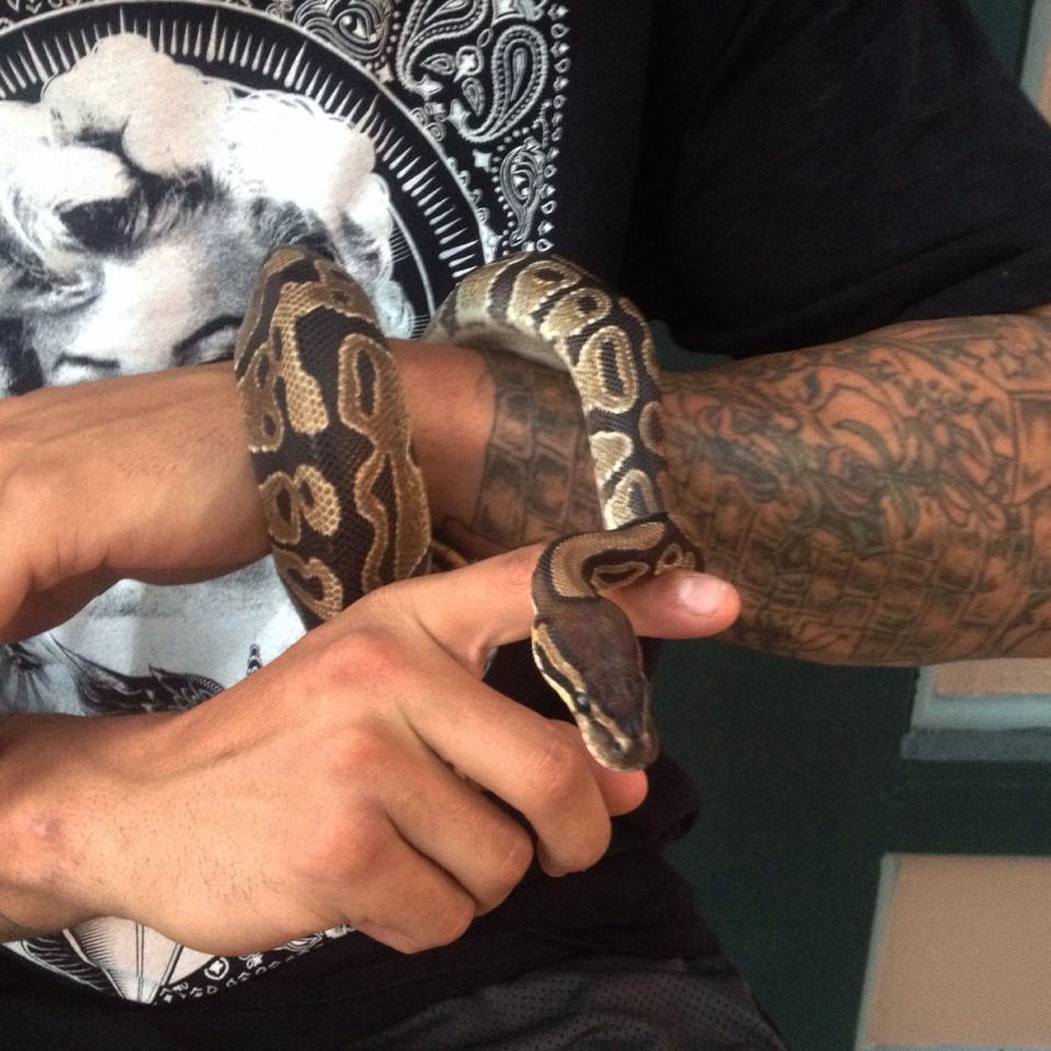 Snake.jpg