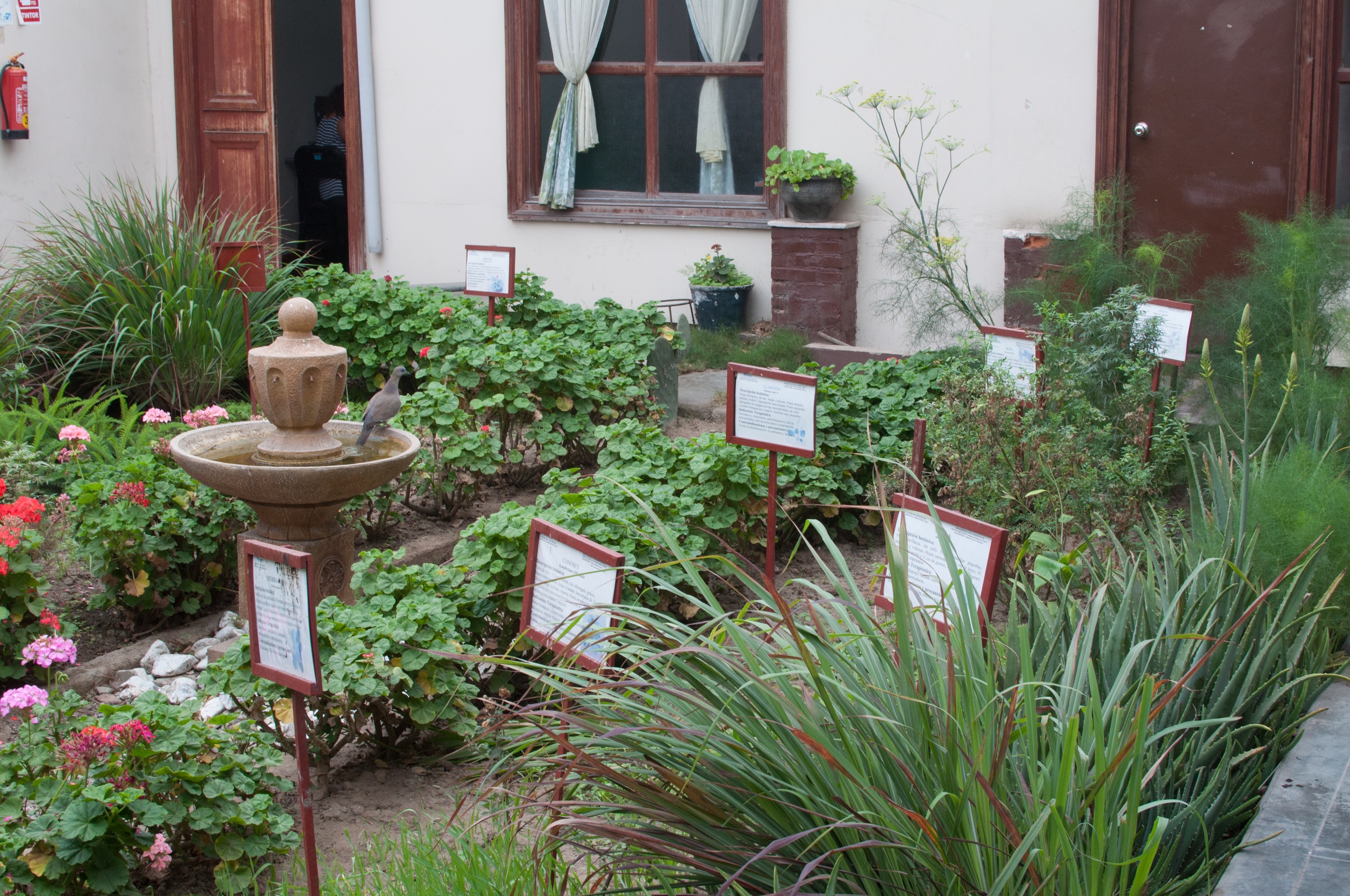 EsSalud-CAMEC, Trujillo - A native medicinal plant garden grows in the center of EsSalud's complementary medicine clinic. MHIRT-Peru and Ashley Glenn of the Missouri Botanical (MOBOT) aided the clinic in planting this garden where patients can learn about medicinal plants they wish to grow in gardens in their own homes. 
