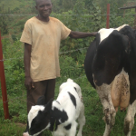Inganire-herdsman-and-calf-150x150.png