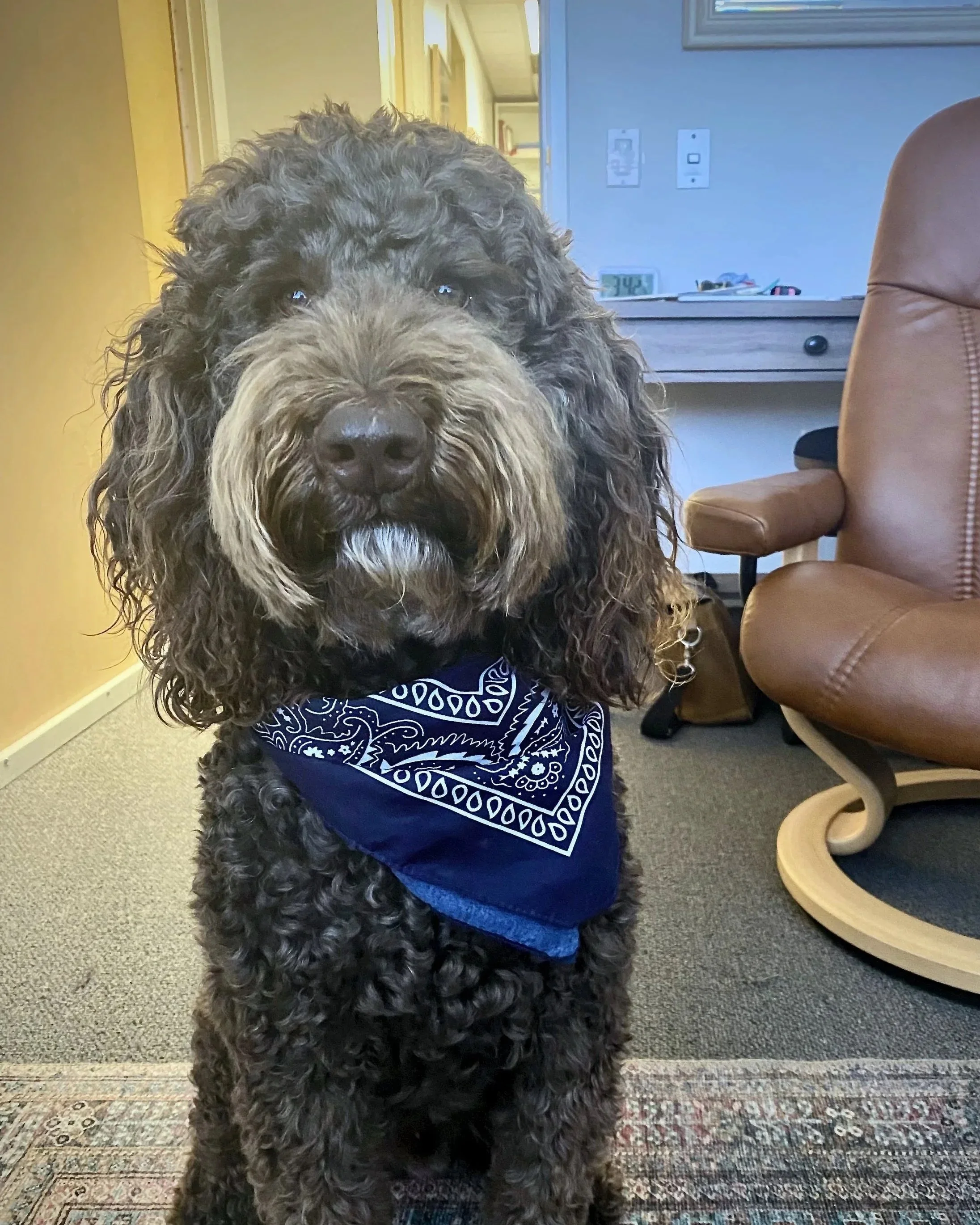 Therapy Dog