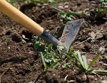 DISTRICT School Garden Clean Up Day! On May 16 from 3:00 pm - 6:00 pm, we will be having a clean up day for the district school garden. We will do the following. 1. Pull vegetation out of beds and turn the soil in the beds. 2. Lay down cardboard and spread wood chips around beds. 3. Weed strawberry beds. 4. Plant iris bulbs. 5. Mow the grass. Please come when you can. Any help is greatly appreciated. Please bring a shovel, rake, garden gloves, and anything else that would help accomplish the tasks listed above. THANK YOU from our kids! The district school garden is located south east of the high school tennis courts. Take the path on the south side of tennis courts and look to the south . You can’t miss the garden. Any questions, please call 262-626-8427 x2323 and ask for Carol.