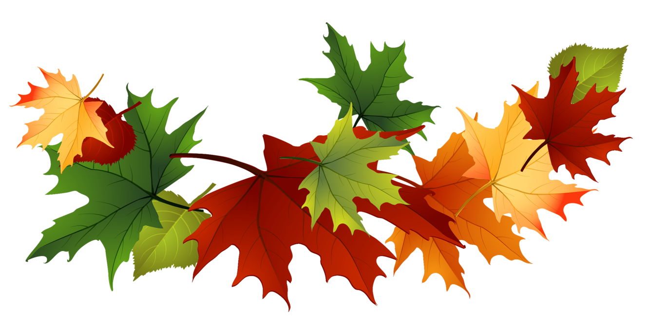 Leaf Picture