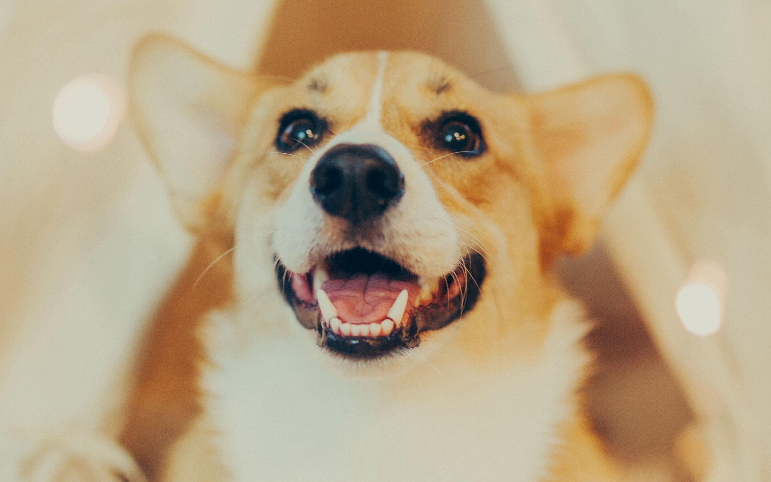 NEW_DOGS.jpg
