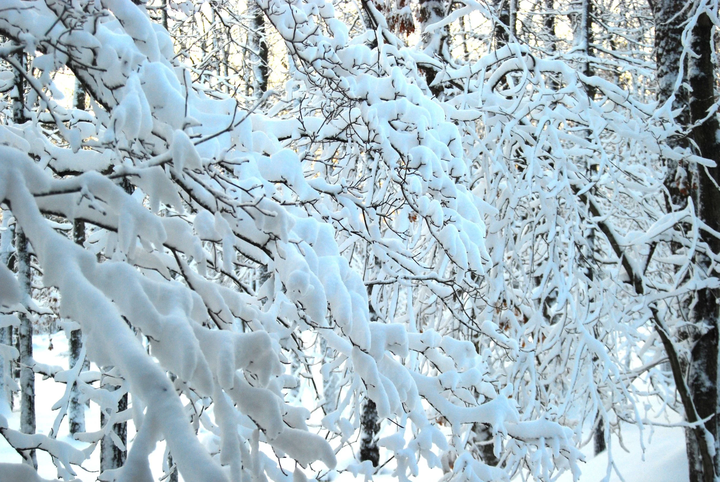 A Winter Evening of Meditation, Silence, Stillness w/Jackie & Alex (Arlington)