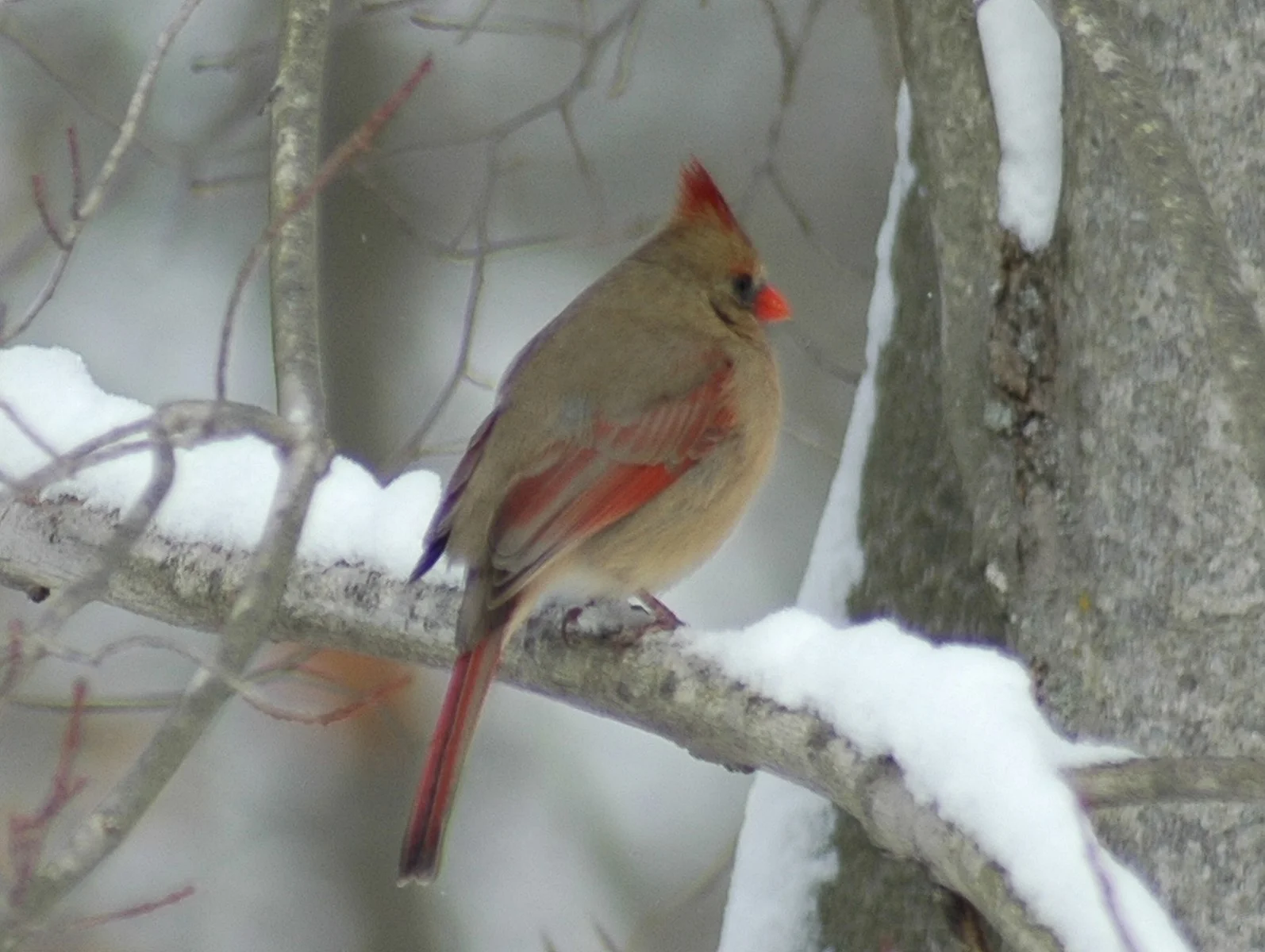 Reflection and Intention at Year's End with Rixie Dennison (Fairfax)