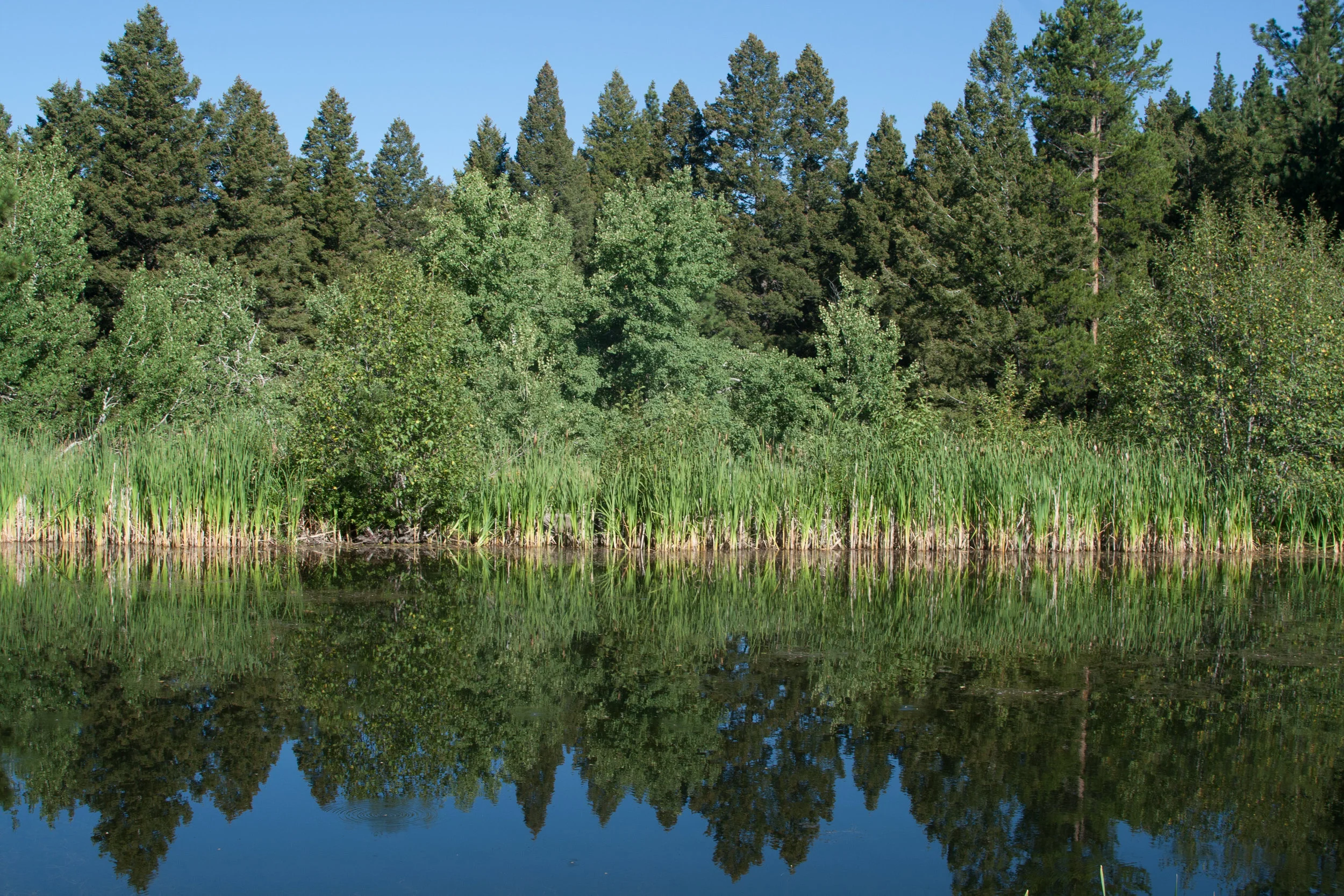 The Mindful Unplug: A Retreat for All Your Senses