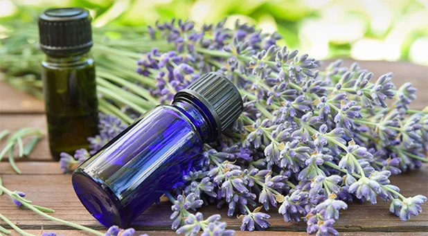 Yoga and Essential Oils w/Rixie Dennison (Fairfax)