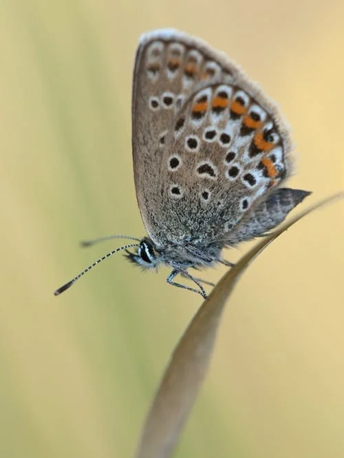 spring+butterfly.jpg