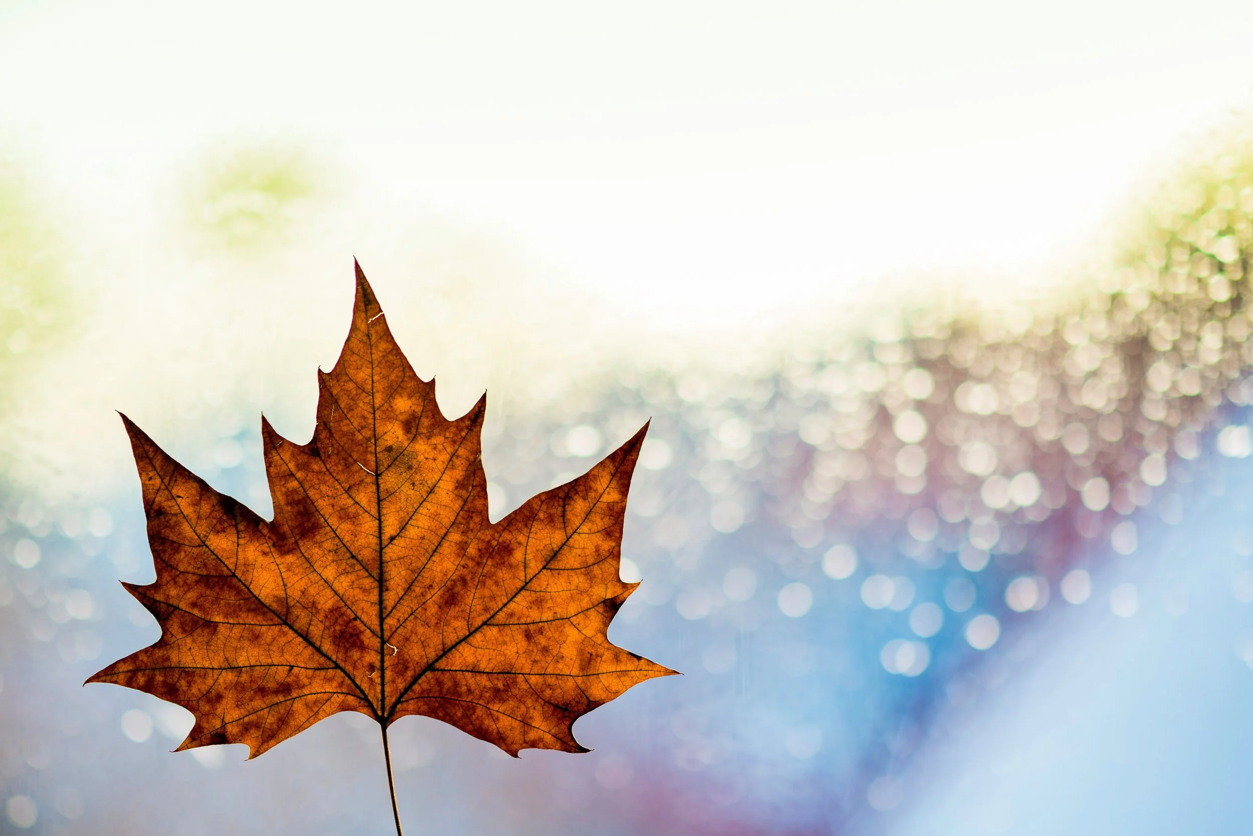 maple leaf.jpg
