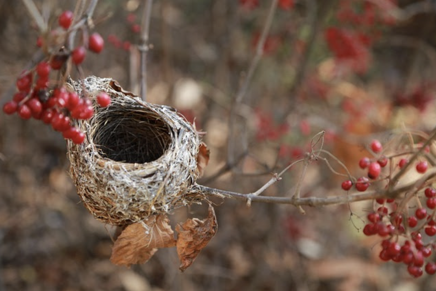 Before the first snowflake
