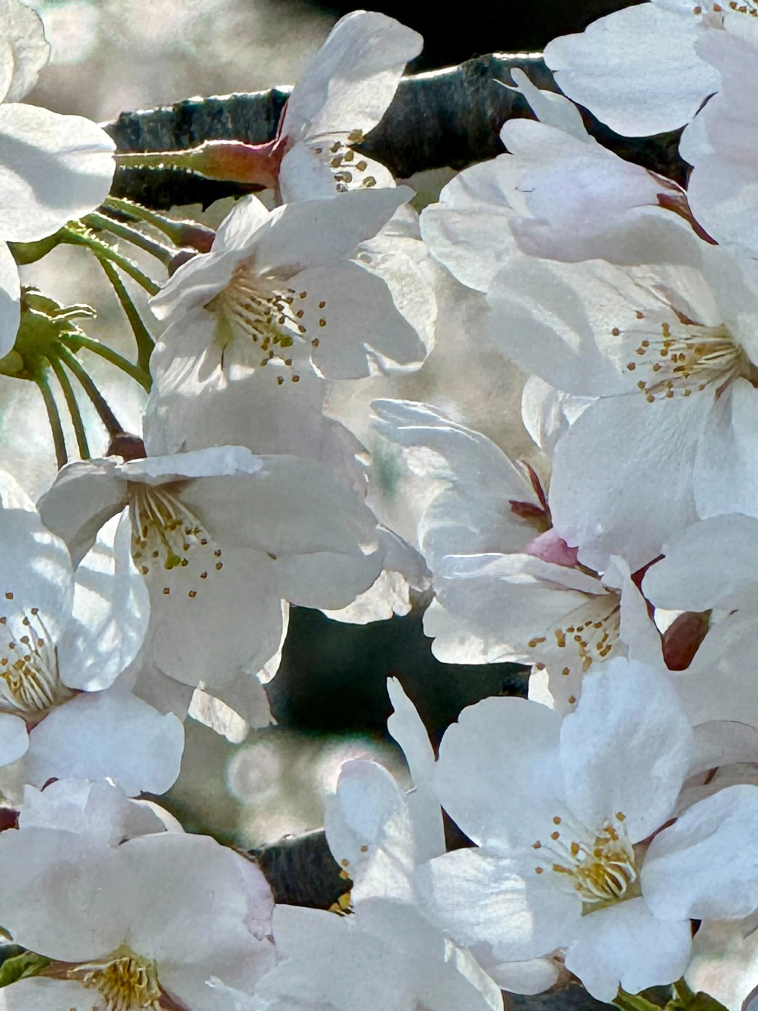 Spring Retreat to Reenergize and Bloom with Marjorie Ames and Christine Clardy