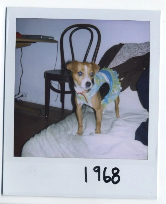 1968 lazy.jpeg