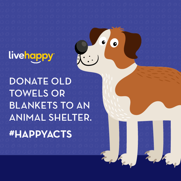 Donate Old Towels Or Blankets To An Animal Shelter Happy Acts