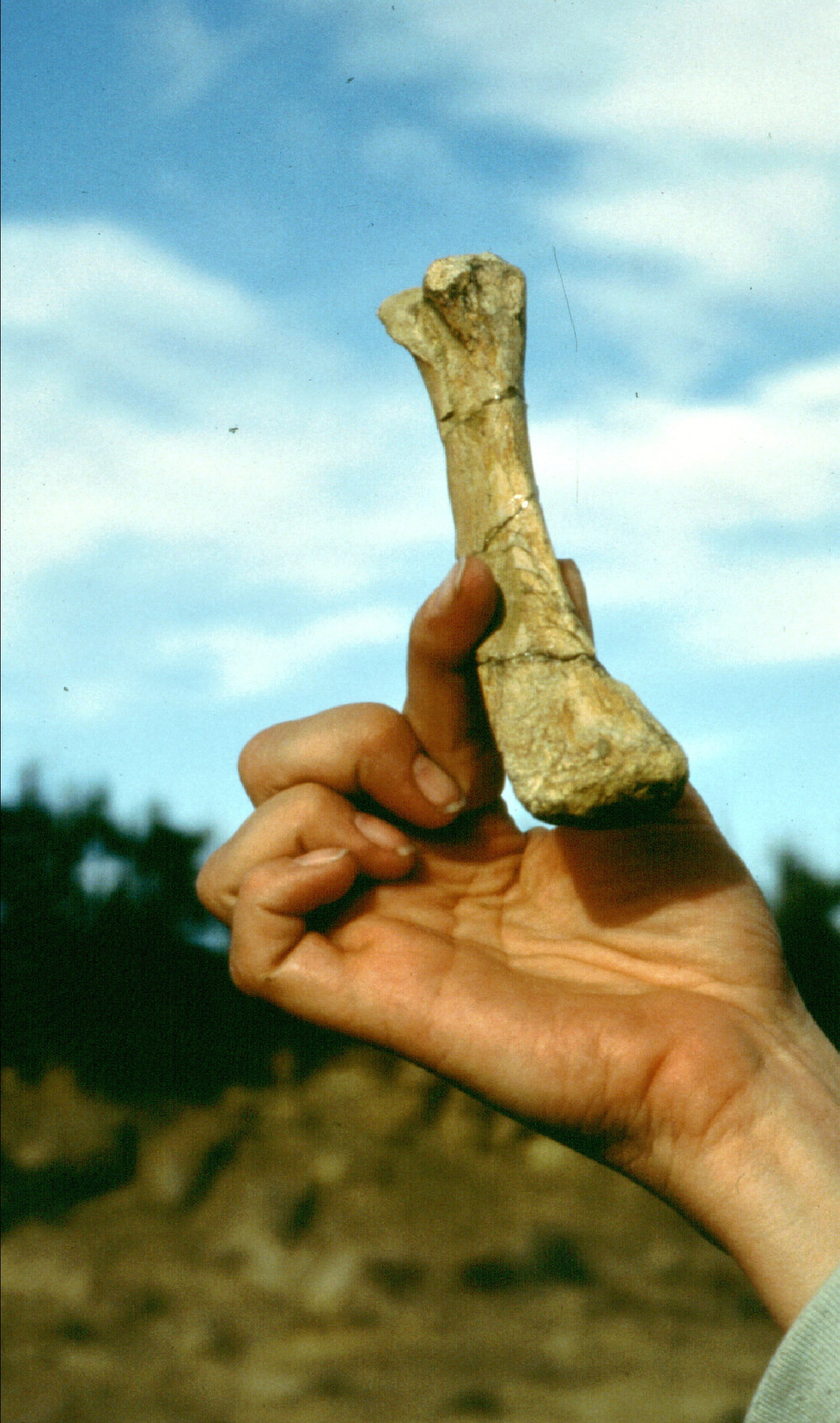 Hazel's Toe Bone