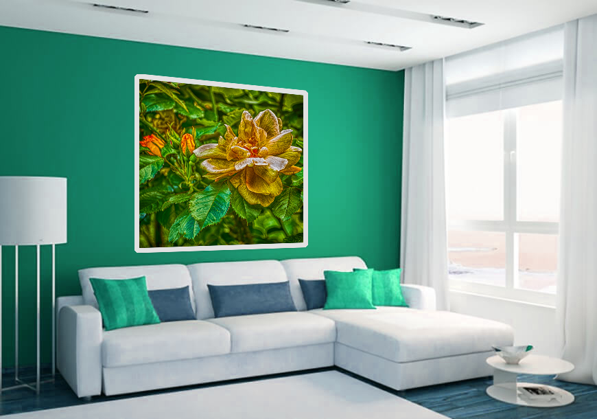 Yellow Rose