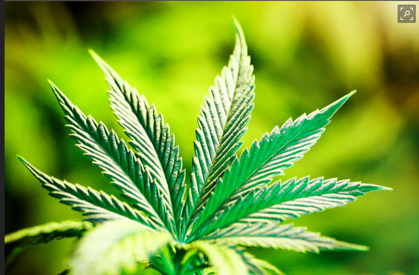 CCBC Feb Meeting: Marijuana