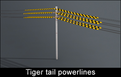 Tiger-tail-PL.jpg