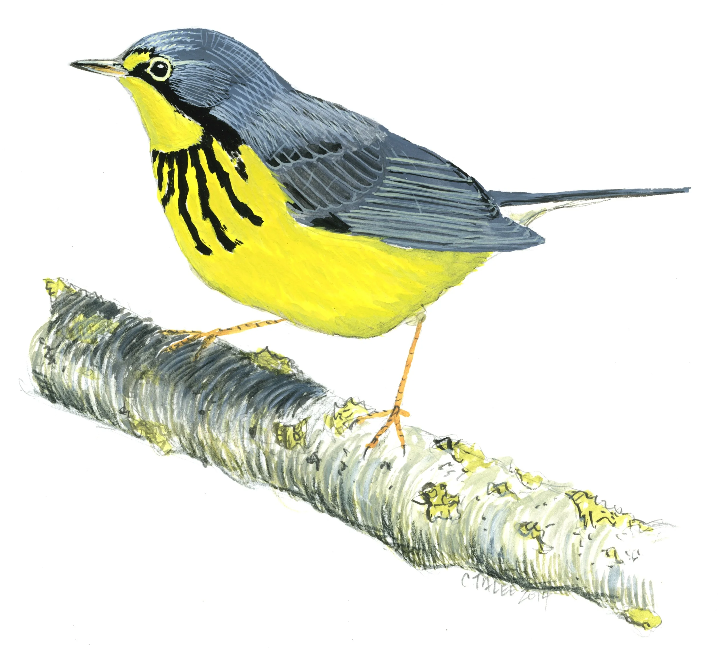 Canada Warbler