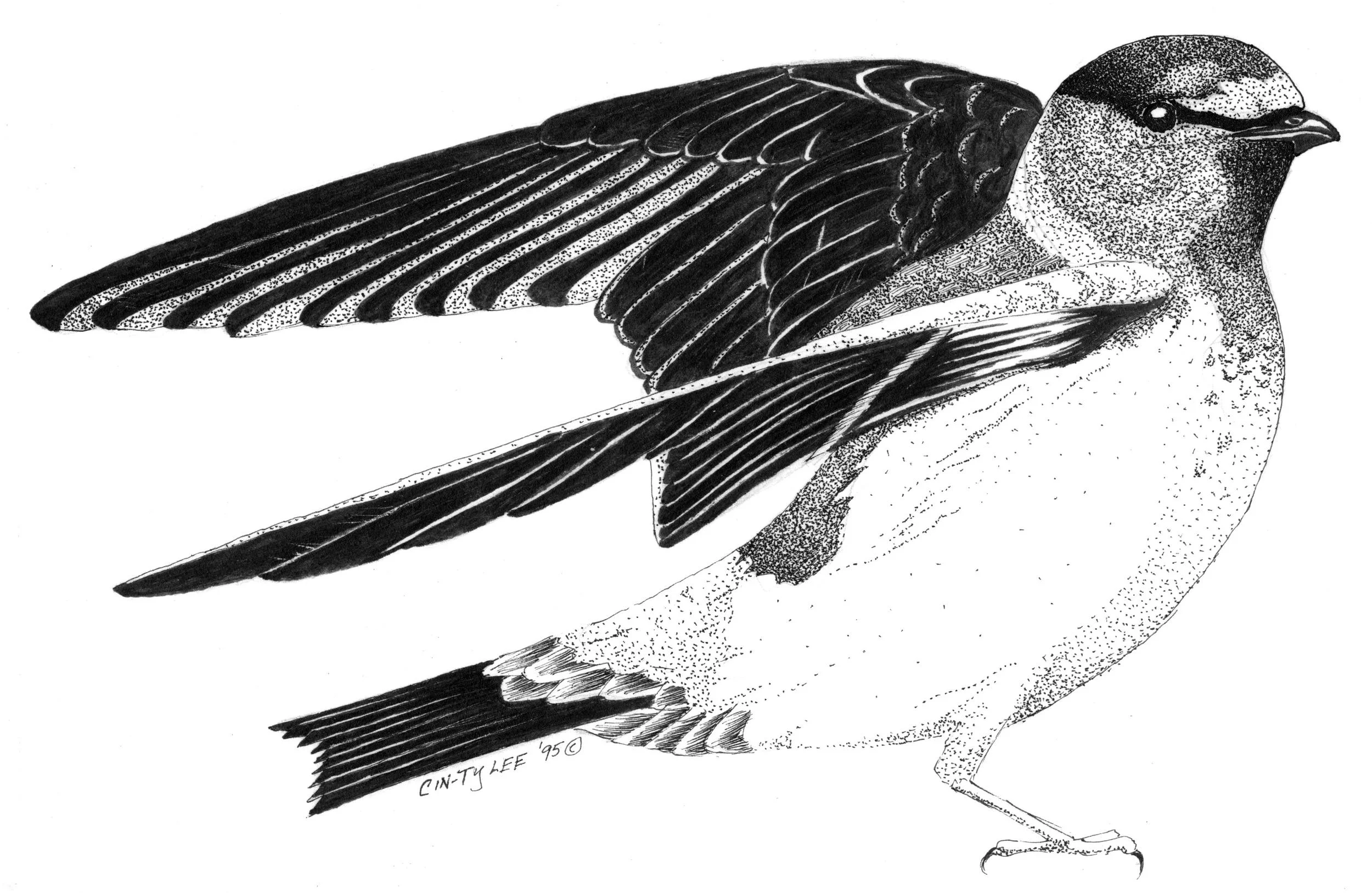 CliffSwallow.jpg