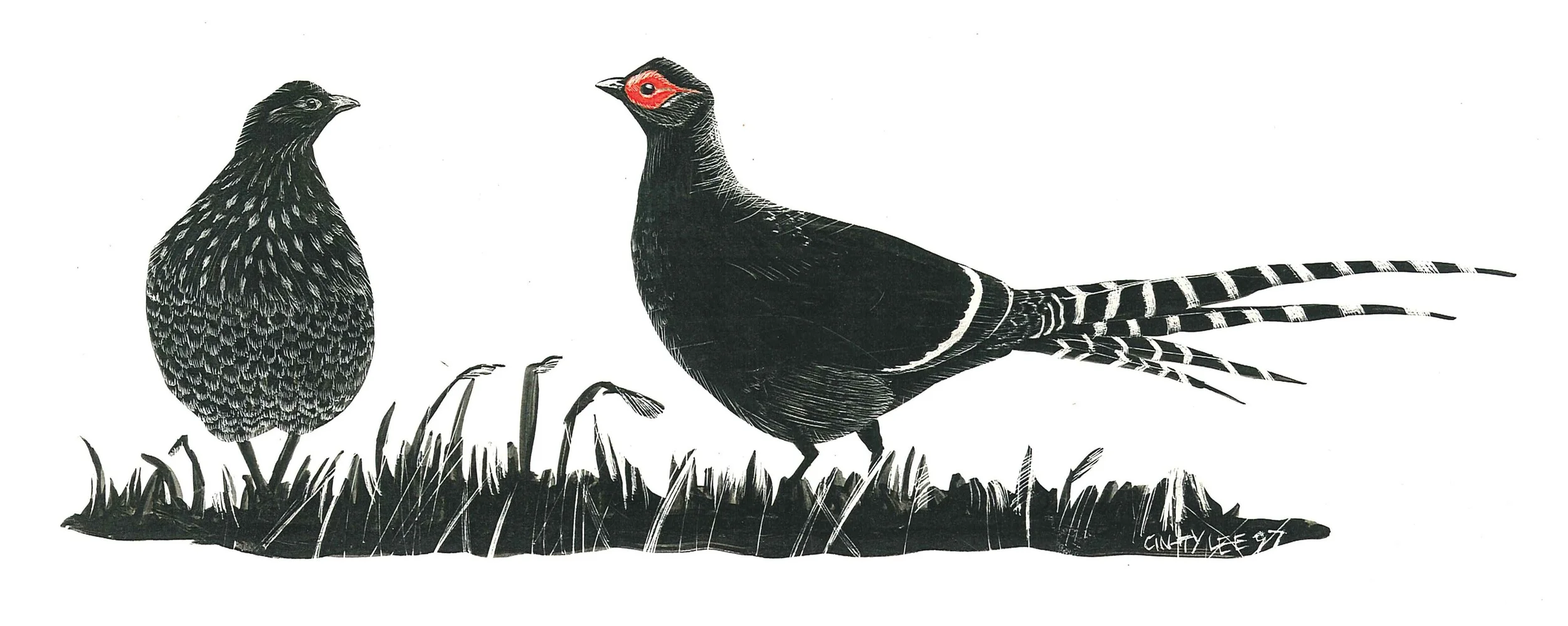 Mikado Pheasants