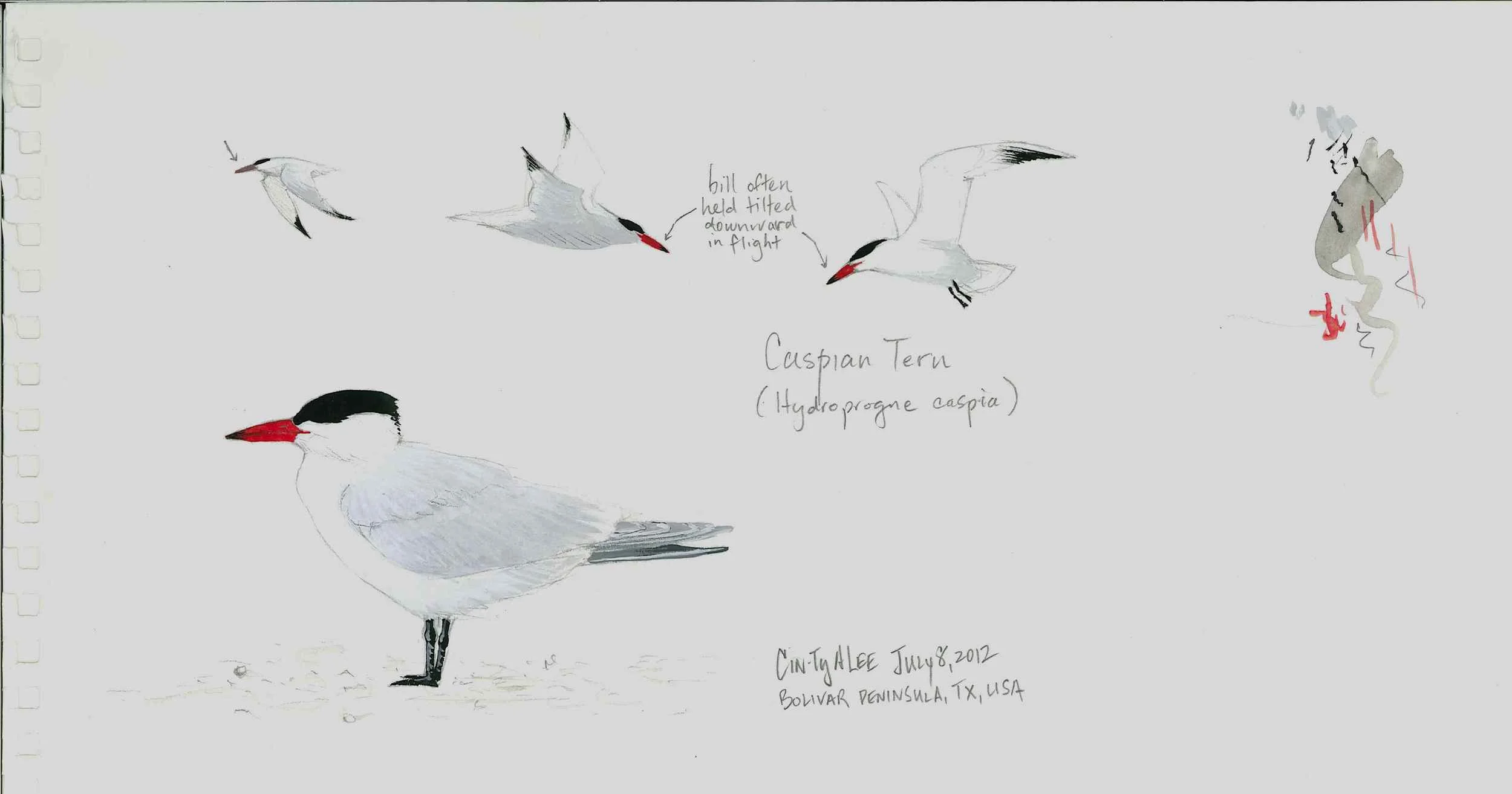 2012-July8-Bolivar-CaspianTern-LEE.jpg