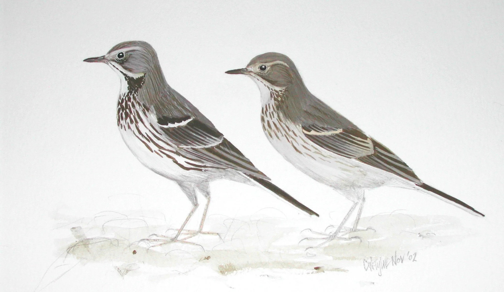 Pipits.jpg