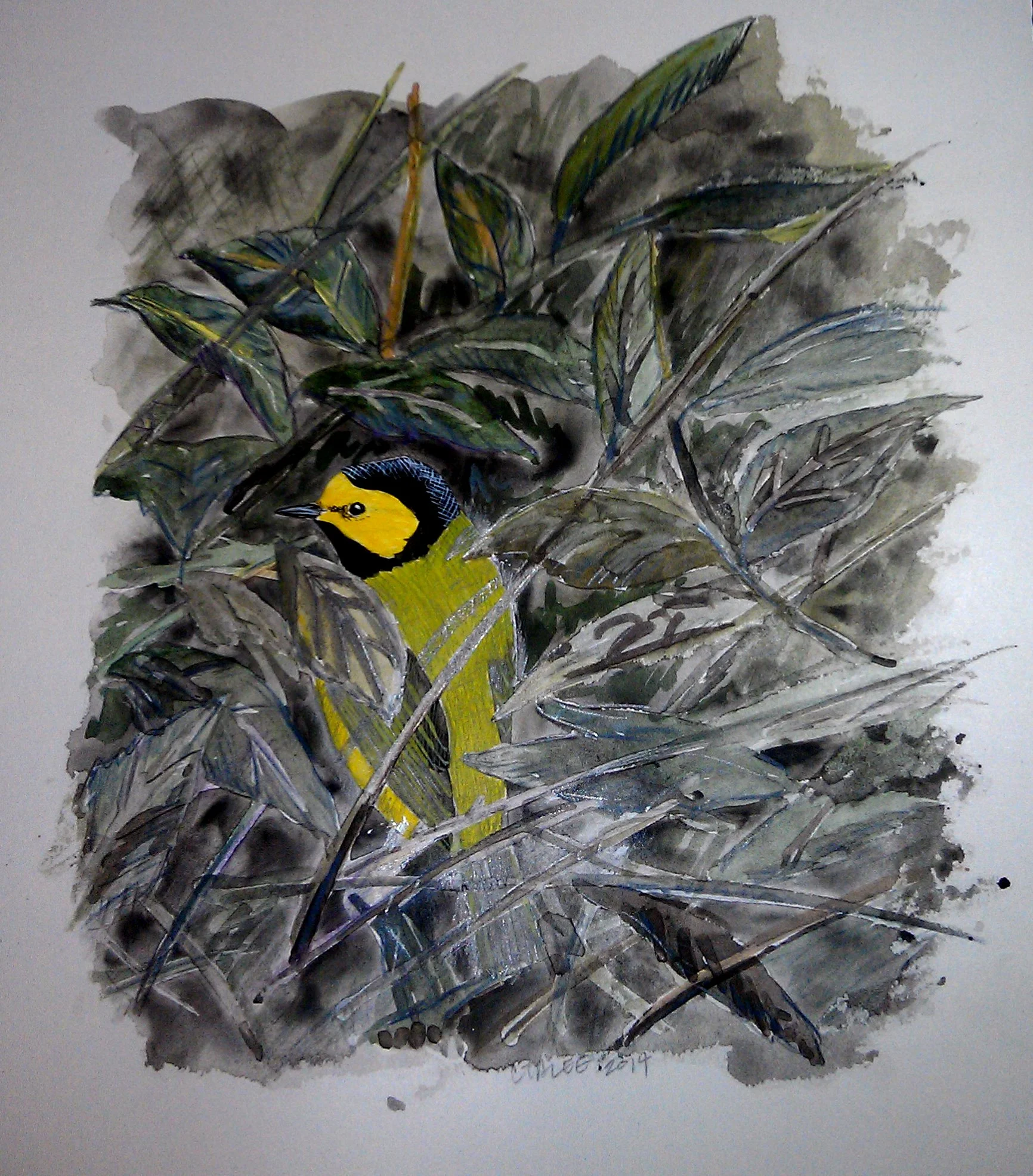 HoodedWarbler.jpg