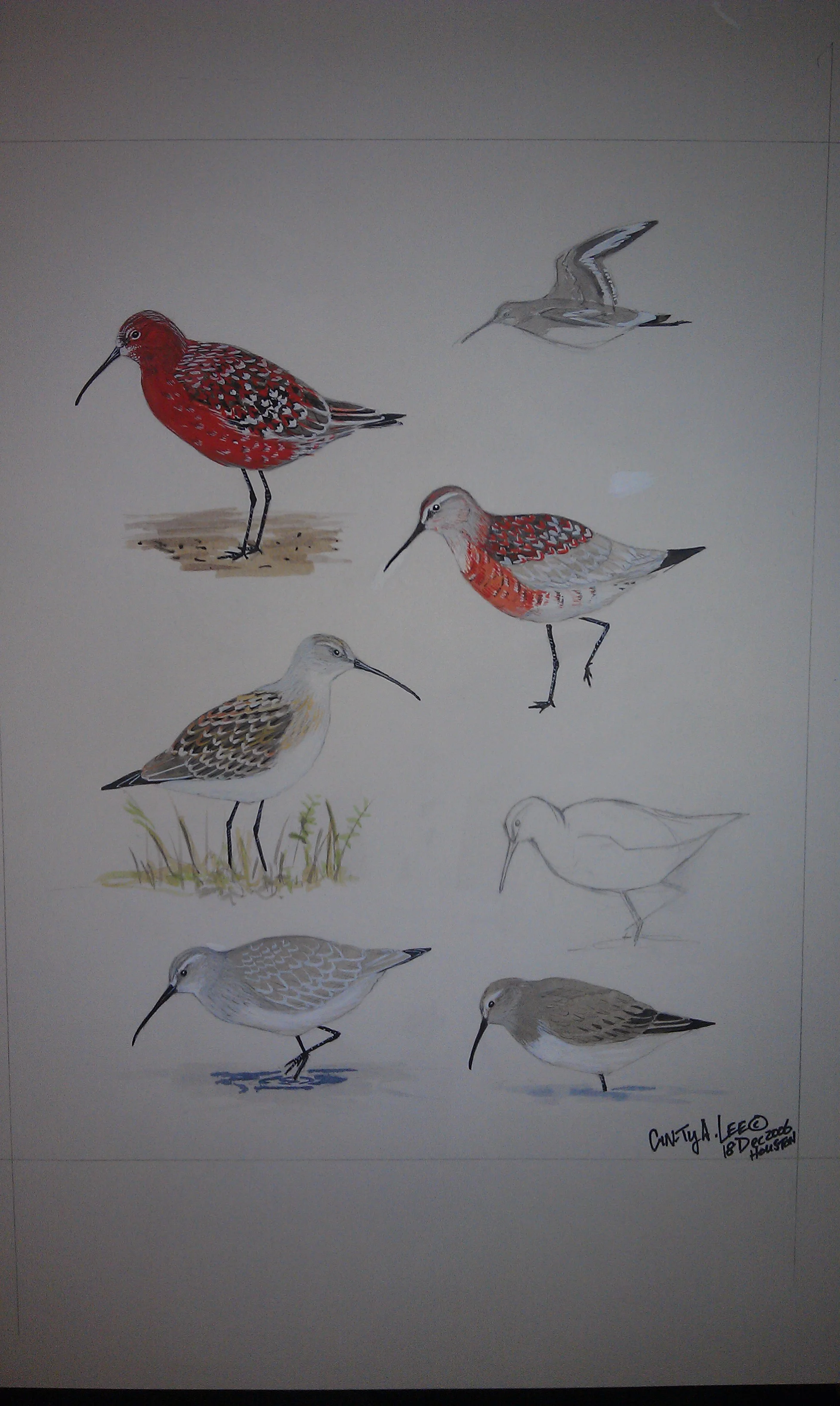 CurlewSandpiper.jpg