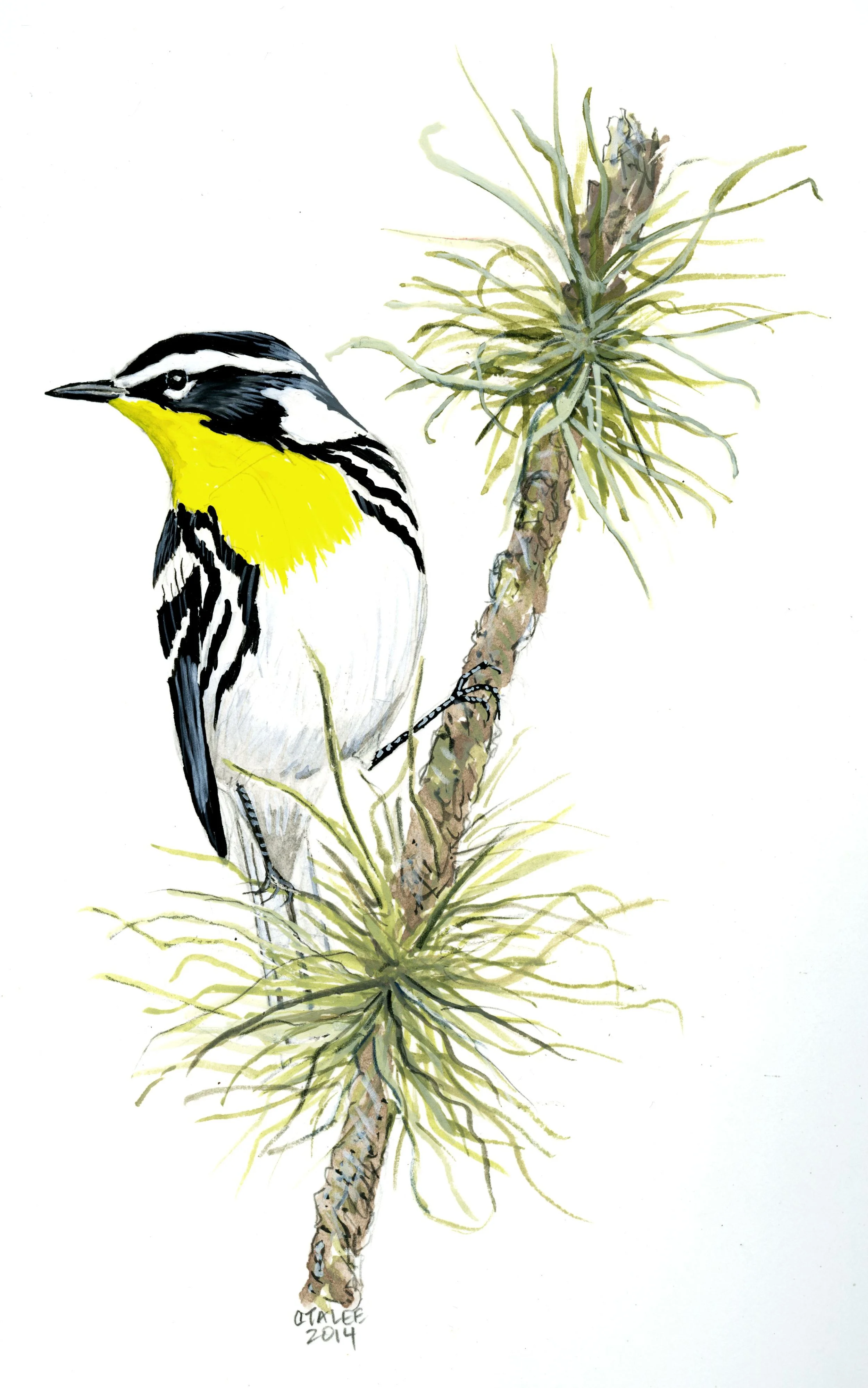 Yellow-throated Warbler