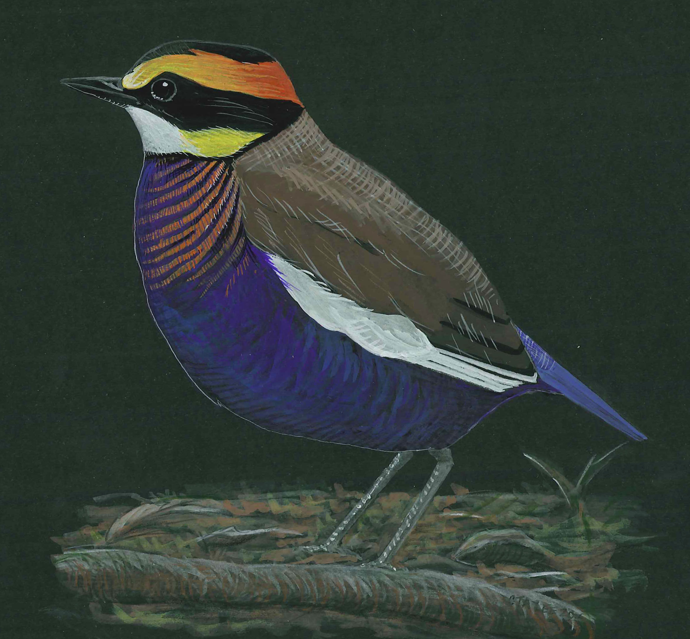 Banded Pitta