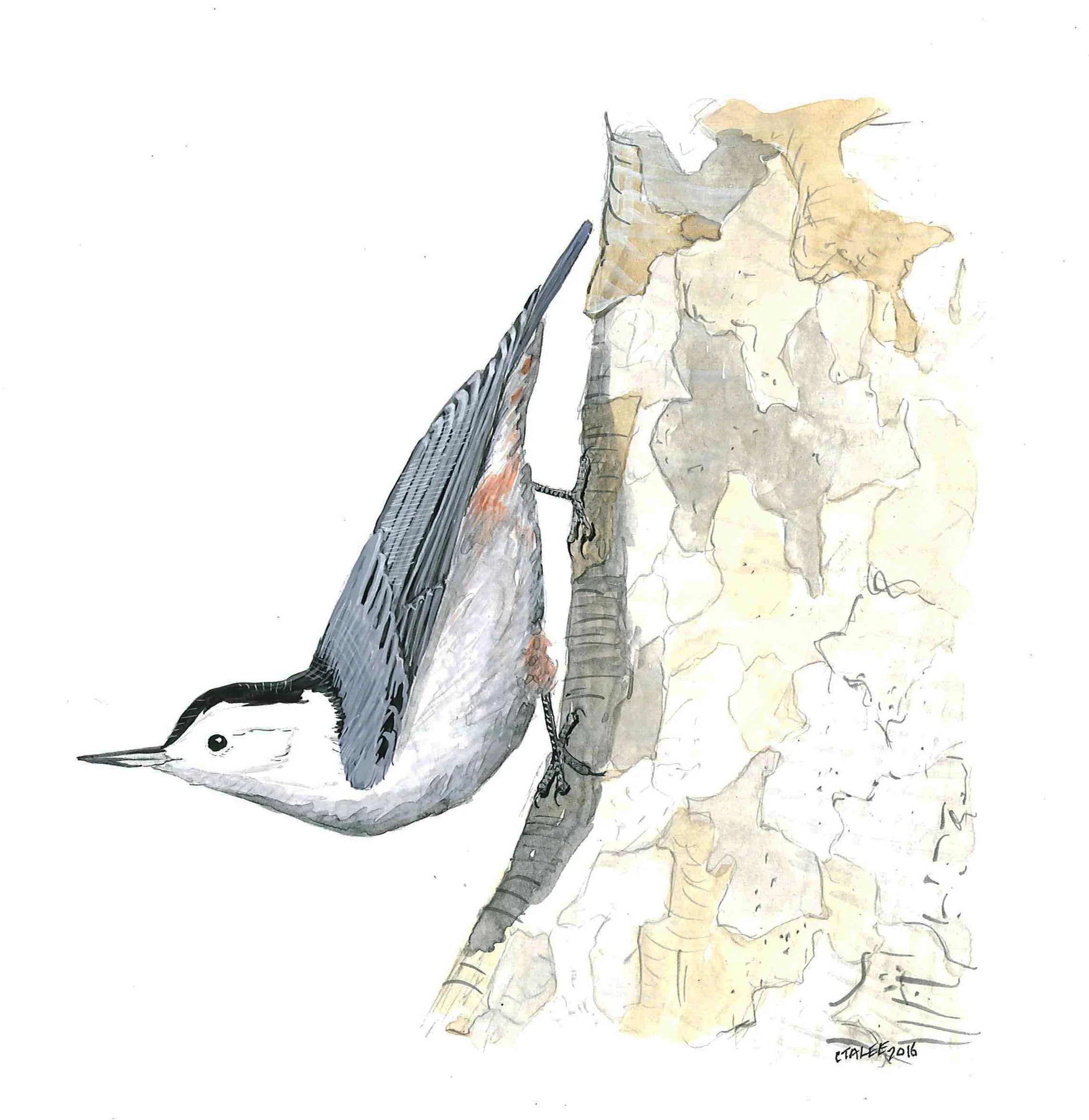 White-breasted Nuthatch