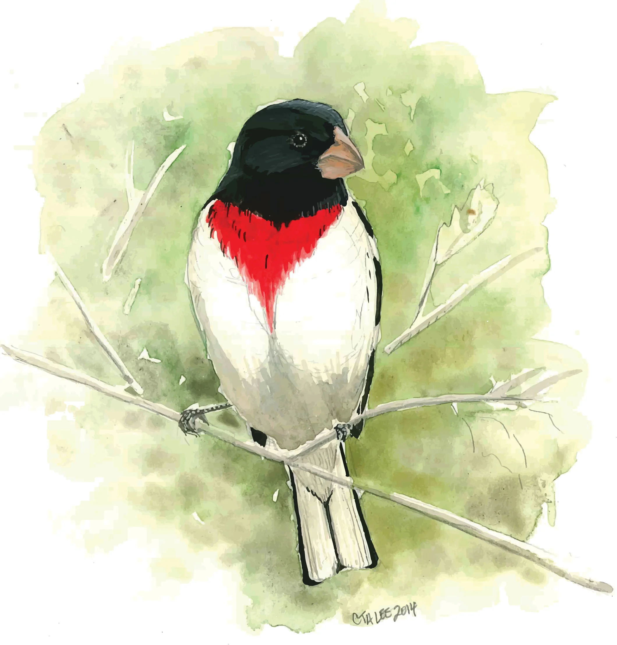 Rose-breasted Grosbeak single