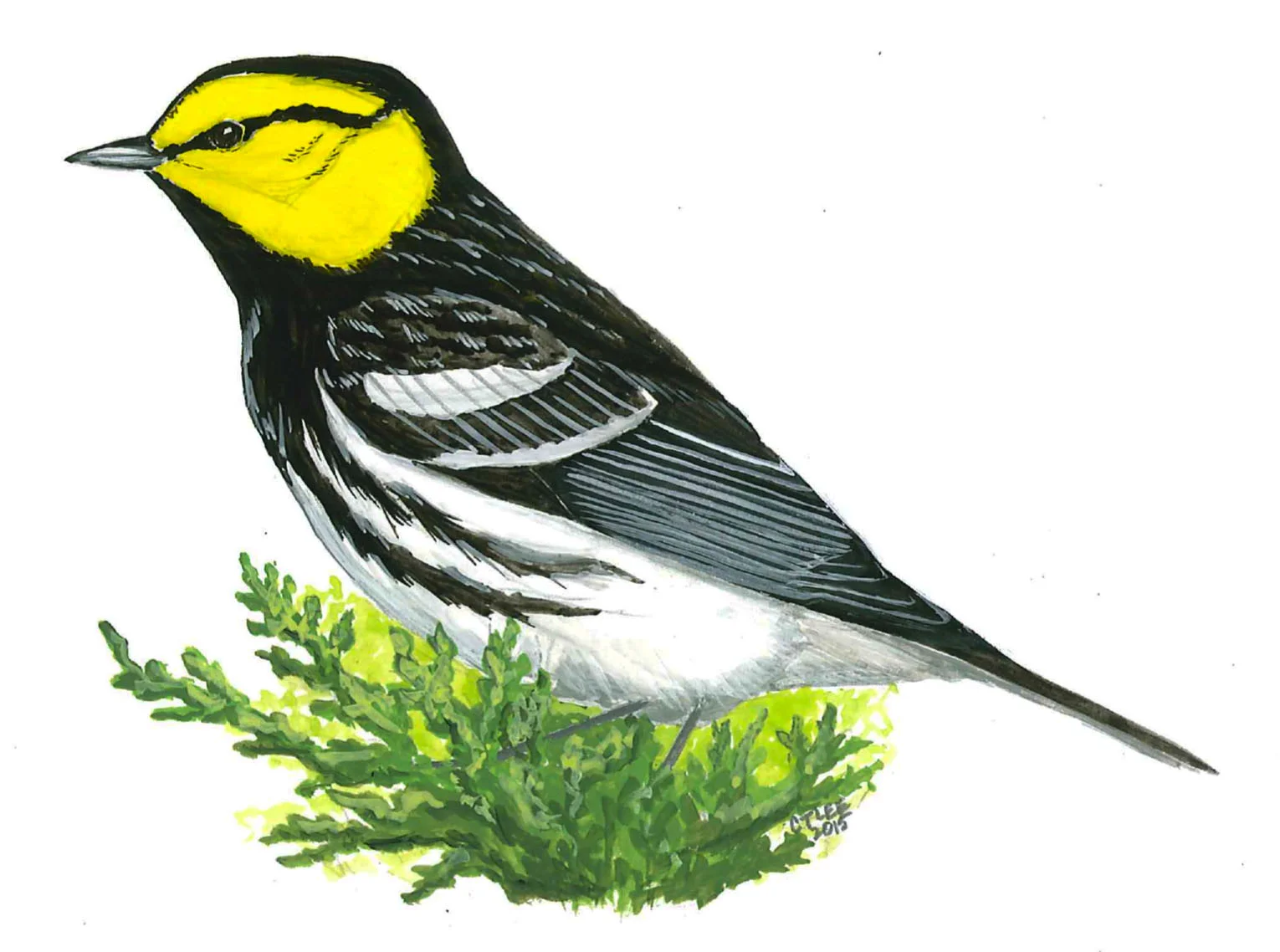 Golden-cheeked Warbler