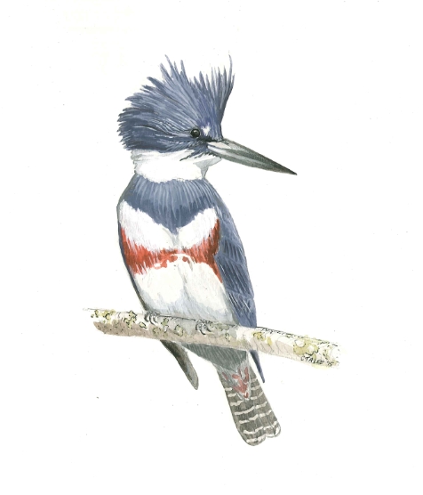 Belted Kingfisher
