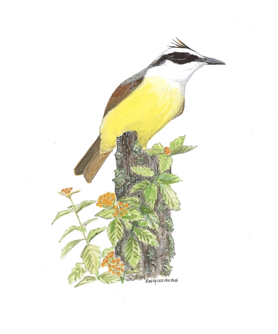 Great Kiskadee