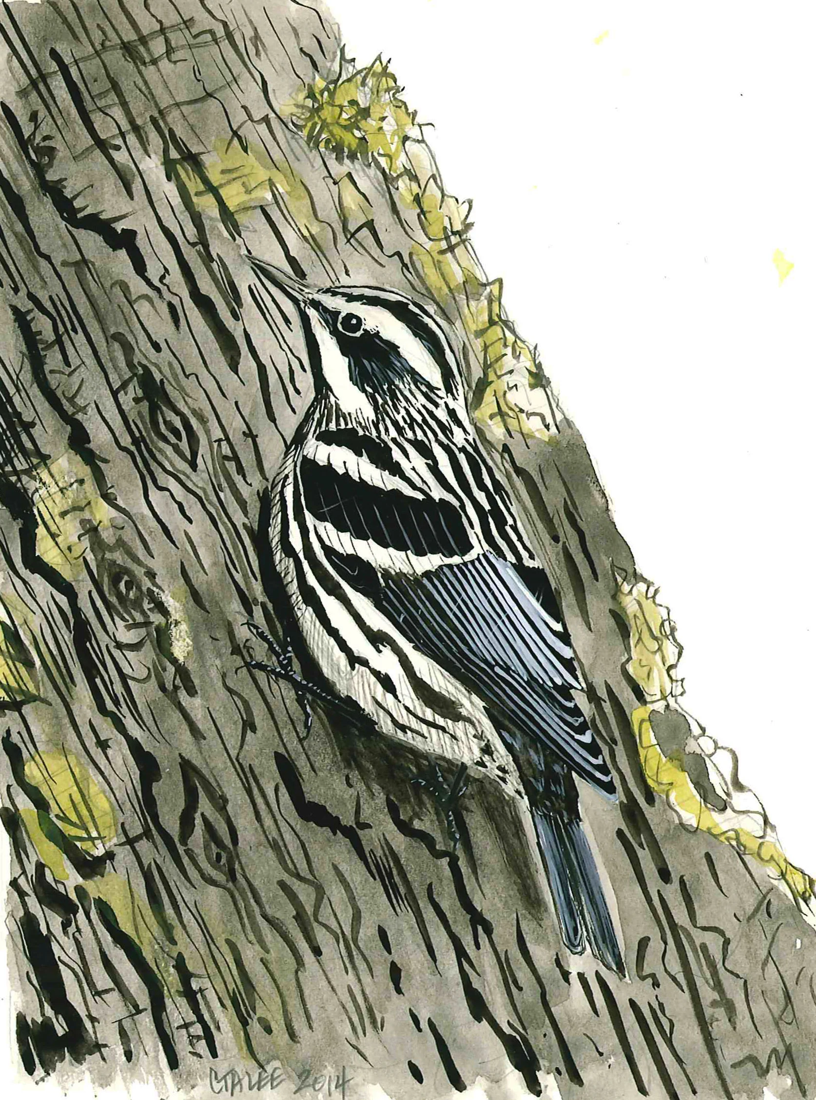 Black-and-white Warbler