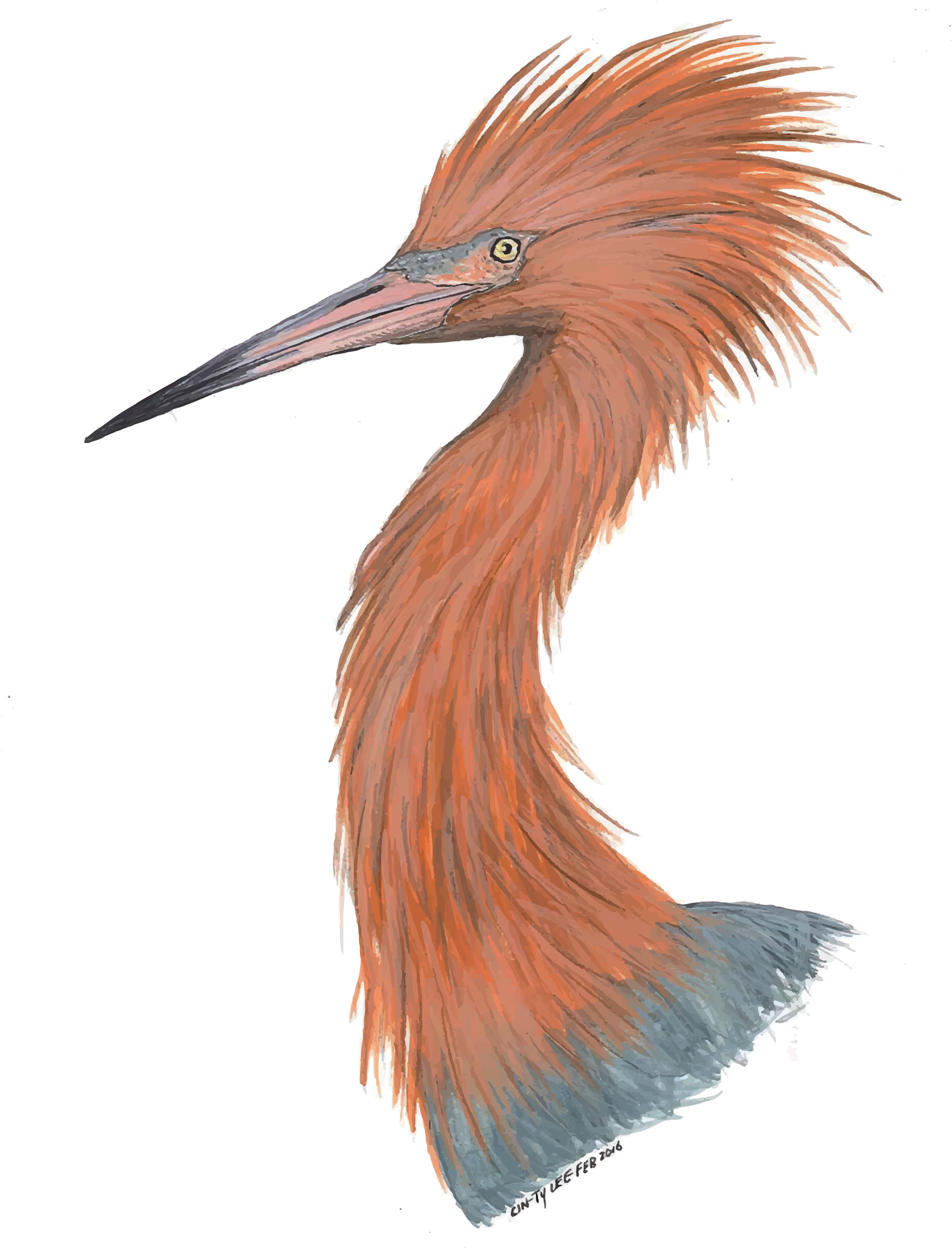 Reddish Egret