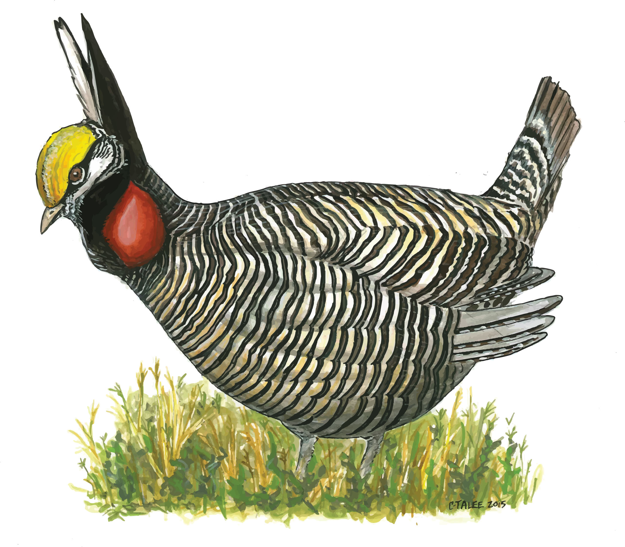 Lesser Prairie-Chicken