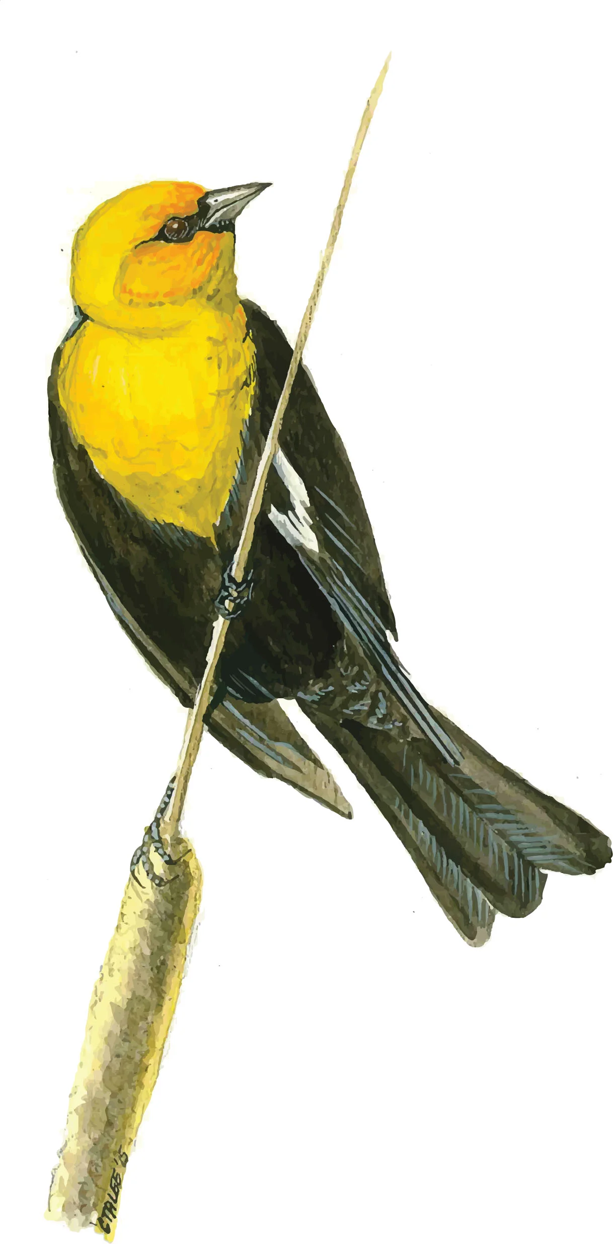 Yellow-headed Blackbird