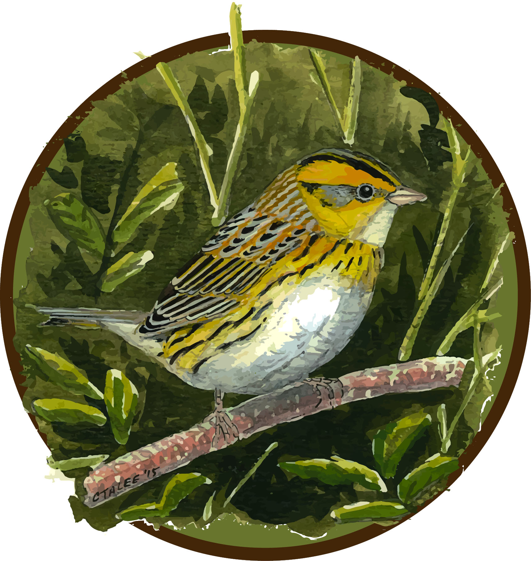 LeConte's Sparrow
