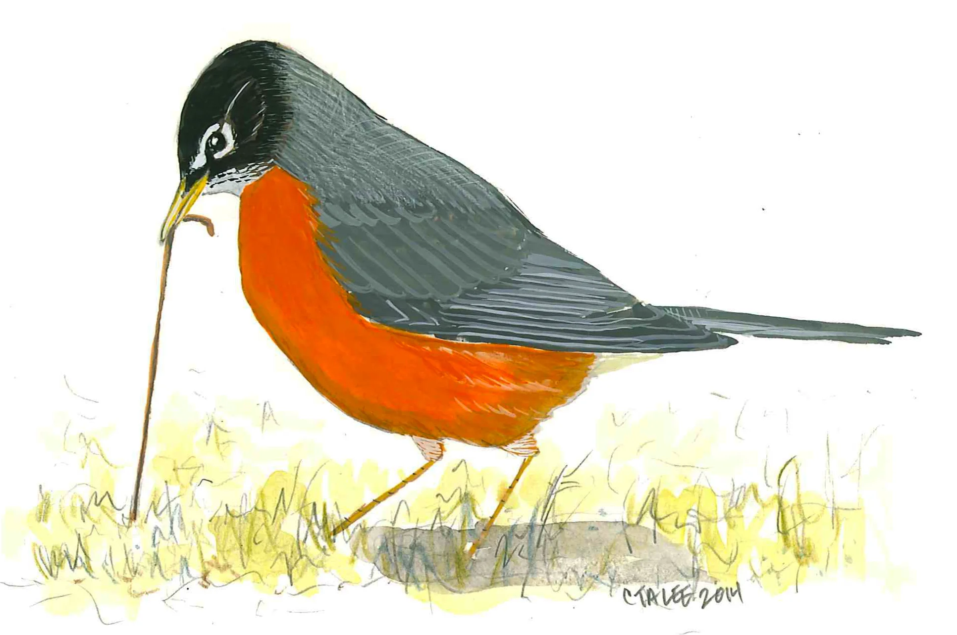 American Robin