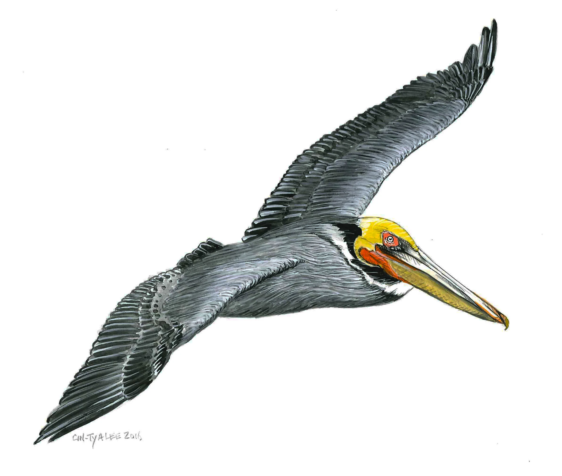 Brown Pelican