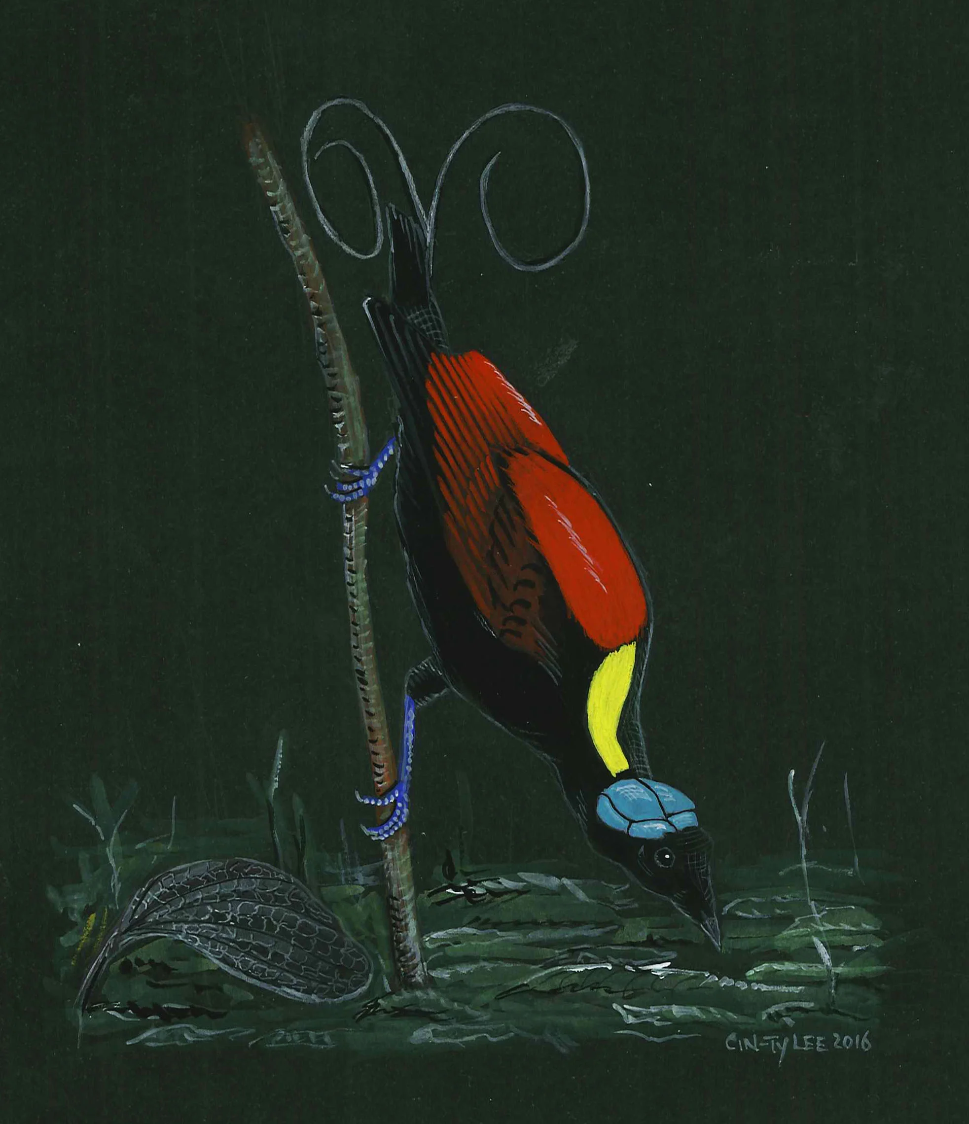 Wilson's Bird of Paradise