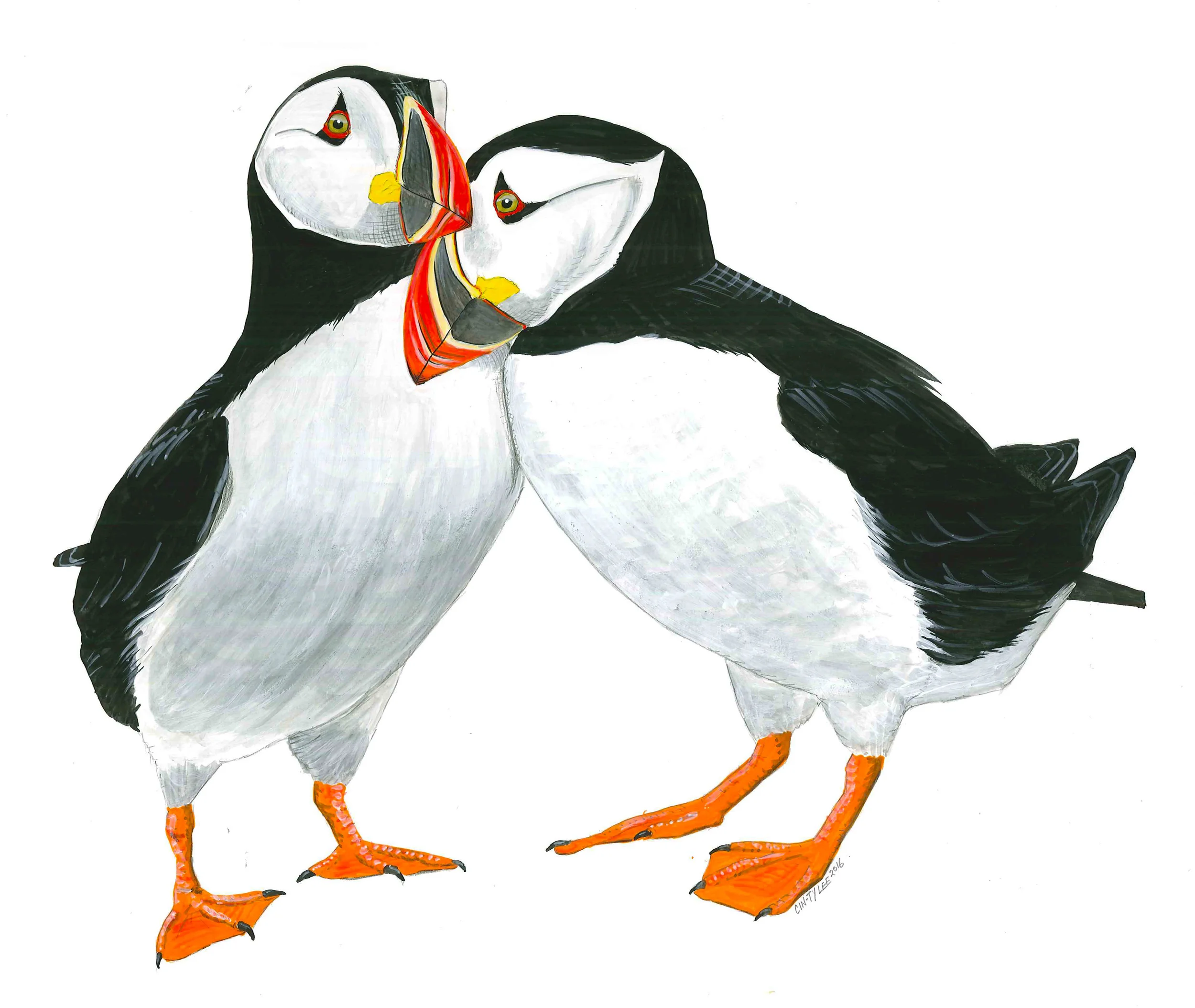 Atlantic Puffin Pair