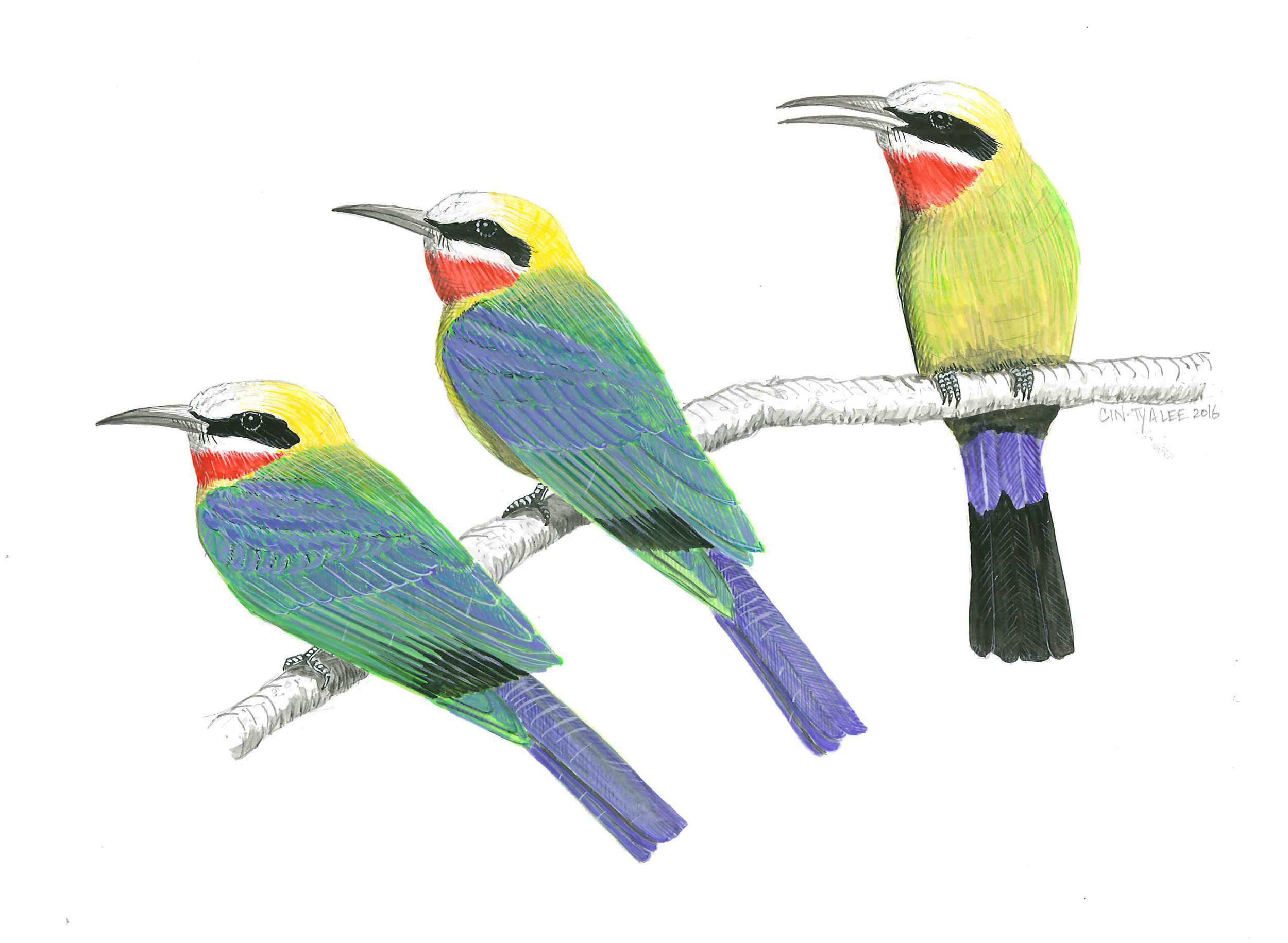 White-fronted Bee-eaters