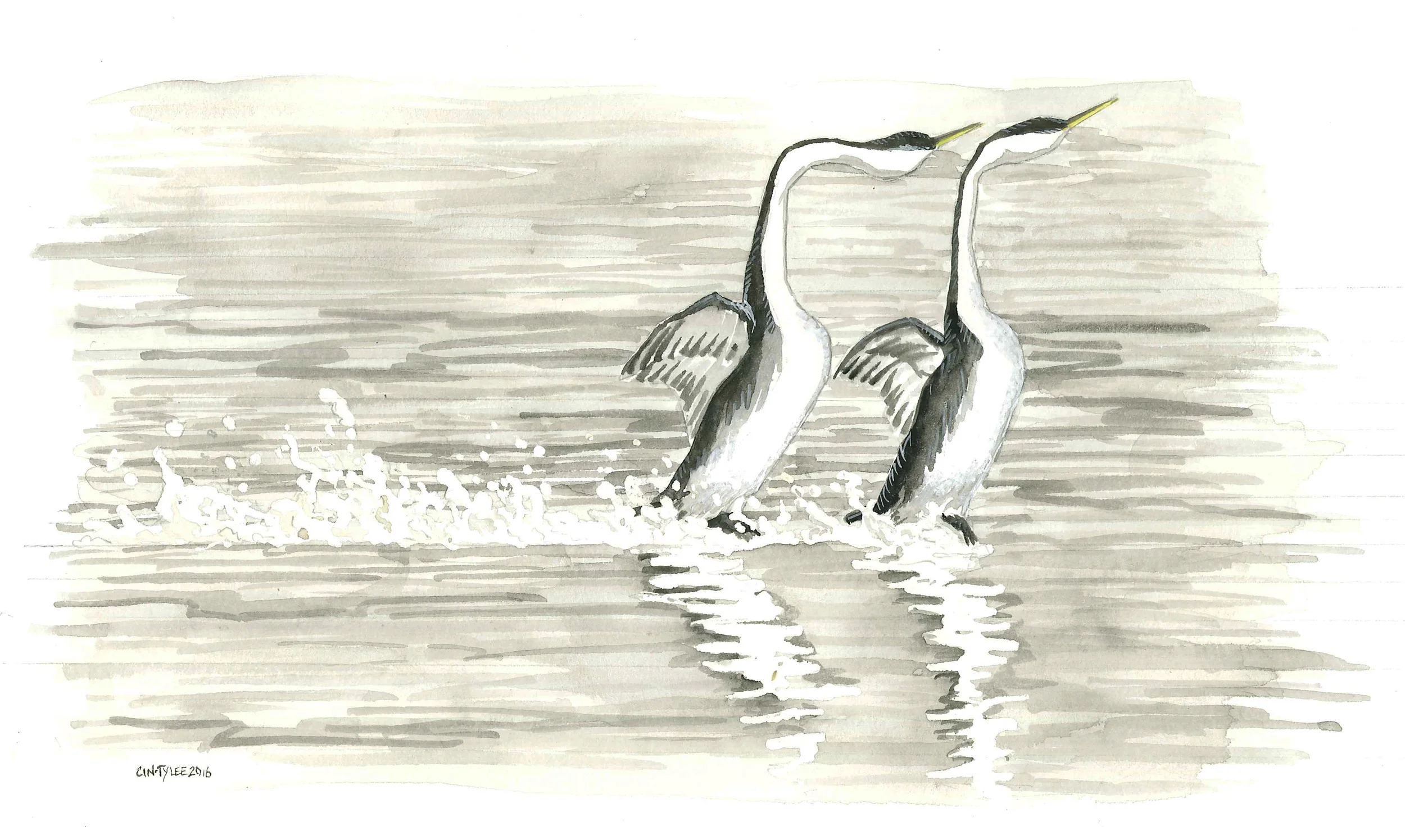 Western Grebes