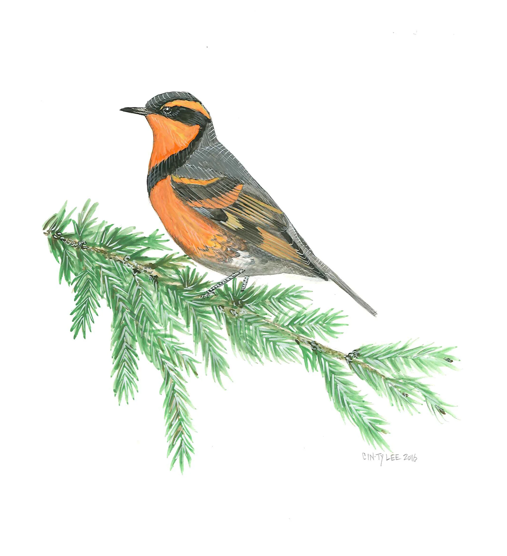 Varied Thrush