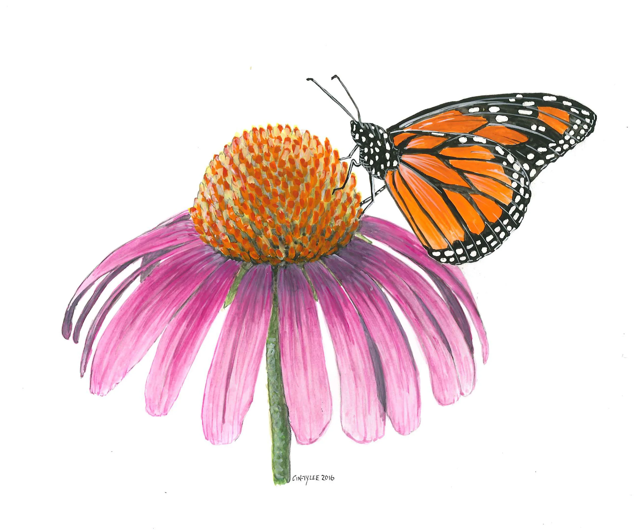 Monarch on Coneflower